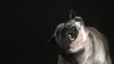 Dog shaking his head in slow motion