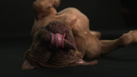 A dog lying on its back with its tongue hanging out