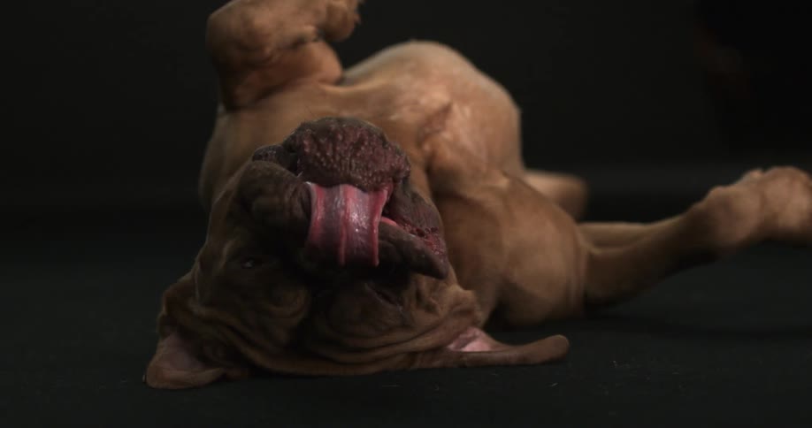 A dog lying on its back with its tongue hanging out