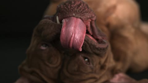 Slow motion of a dog