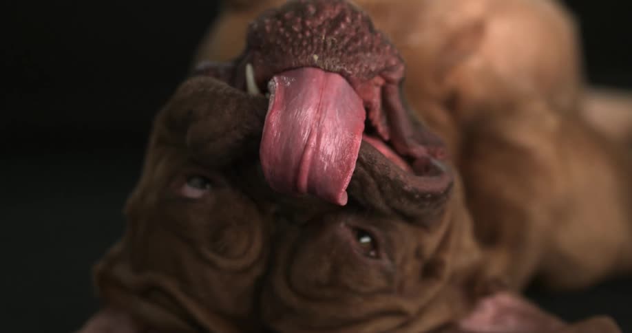 Slow motion of a dog
