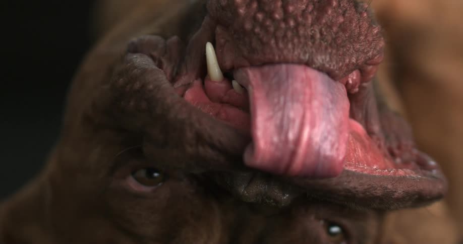 Close up of a dogs mouth as he sticks the tongue out