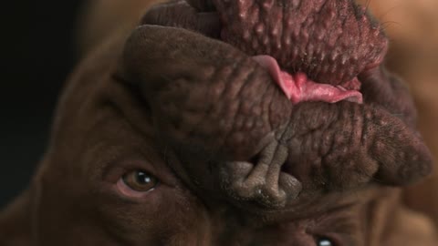 Dog licking his face upside down in slow motion