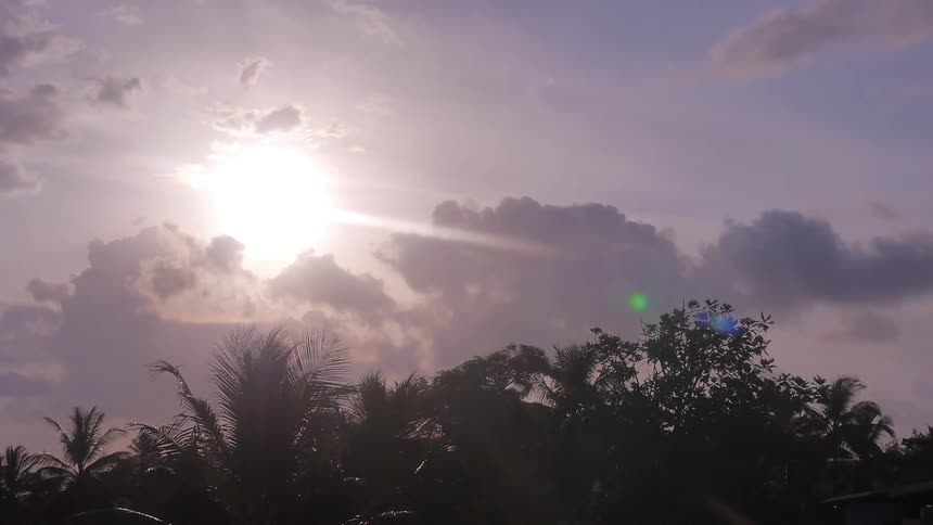 Plants and ferns blowing in a breeze under a cloudy sky during sunrise
