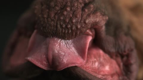 Closeup of a dog's tongue and mouth