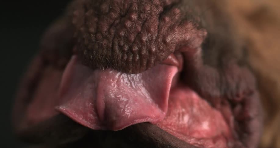 Closeup of a dog's tongue and mouth