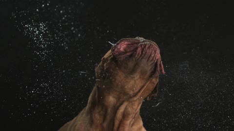 Dog wagging his head back and forth spraying water