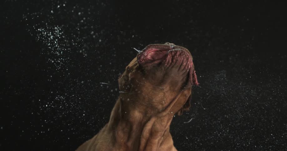 Dog wagging his head back and forth spraying water