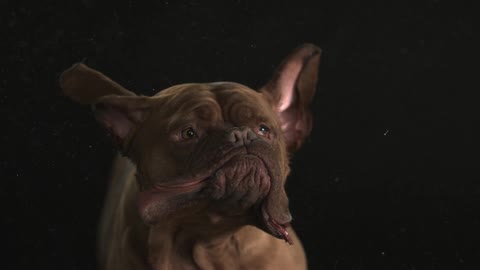 Dogs giant cheeks flapping back and forth in slow motion