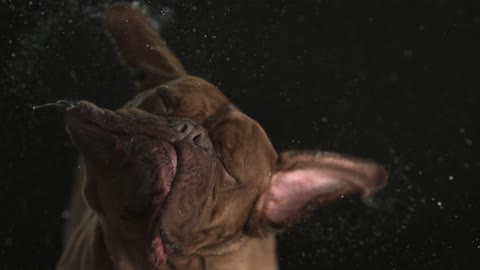A brown dog shakes his head in slow motion