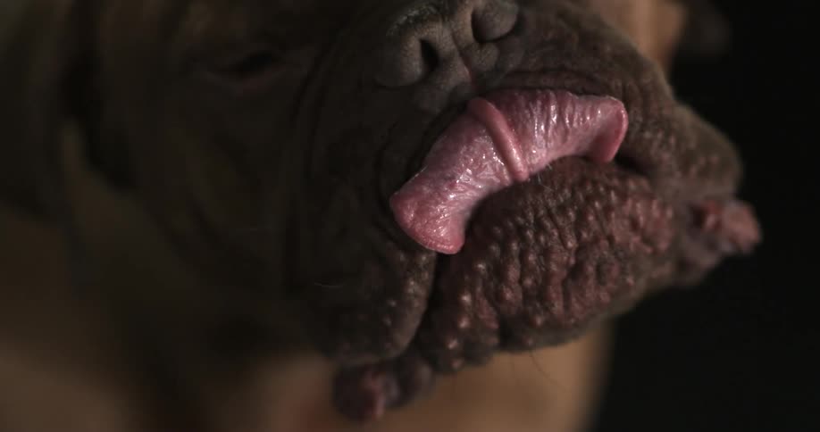 A close up of a dog licking its nose and shaking its head