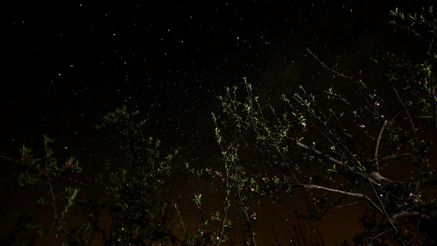 Night sky with trees and stars shining