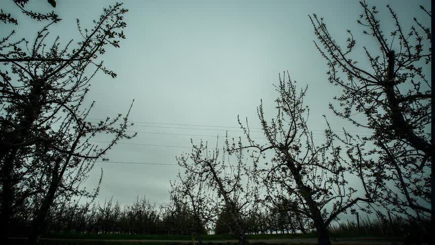 Time lapse going from night to a cloudy day in an orchard