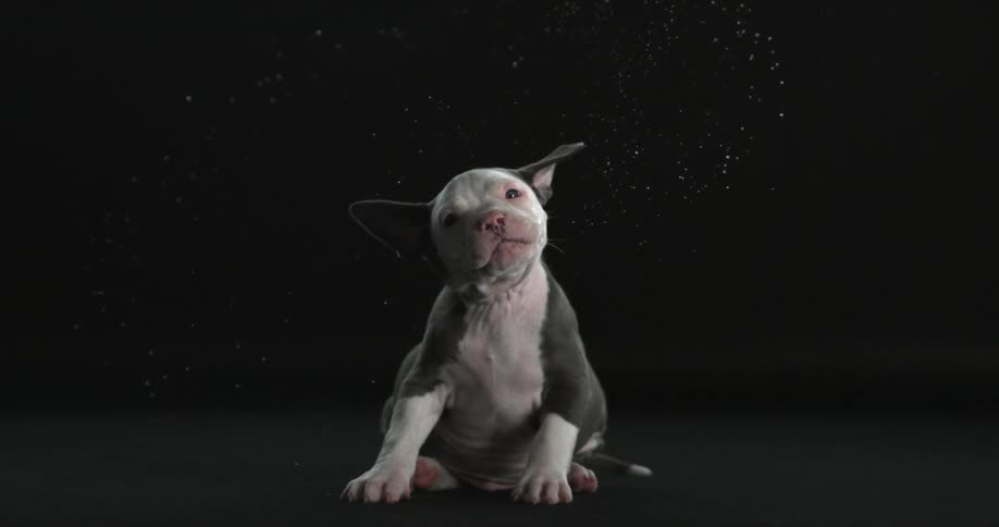 A small puppy shakes in slow motion