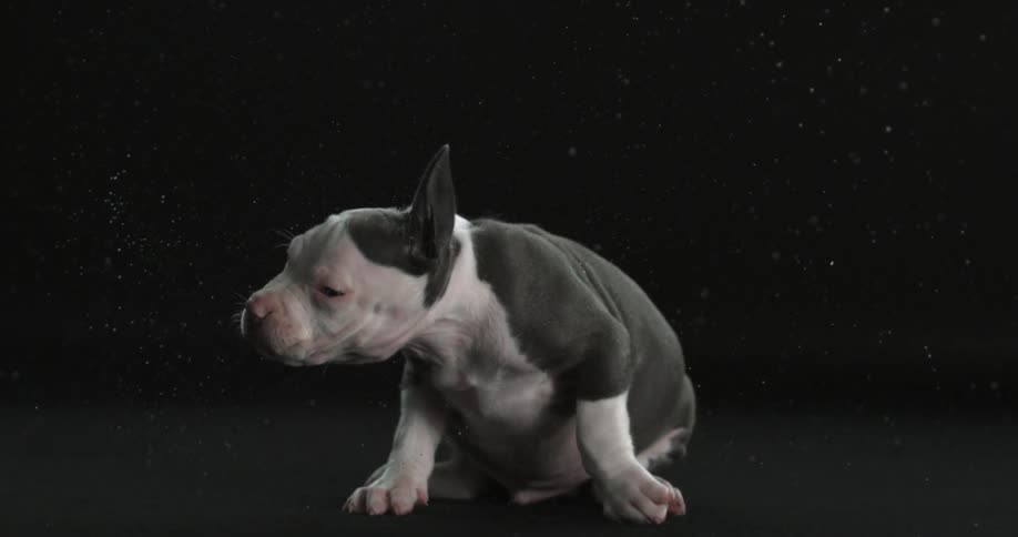 A dog shakes its head to remove water