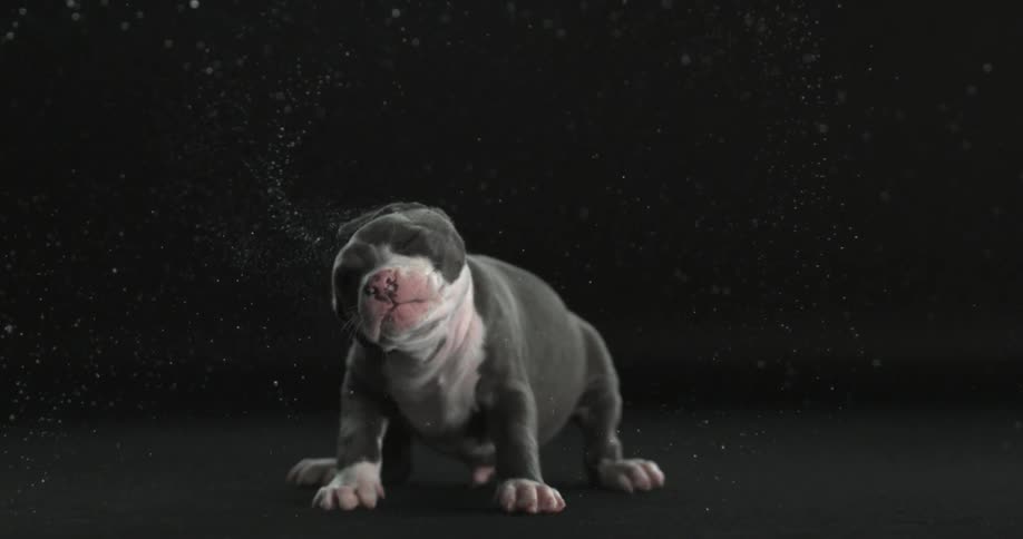 A grey and white puppy shakes its head in slow motion