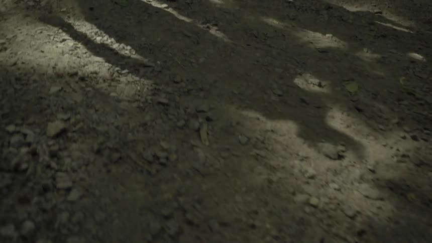 A shadow of couple running in the forest