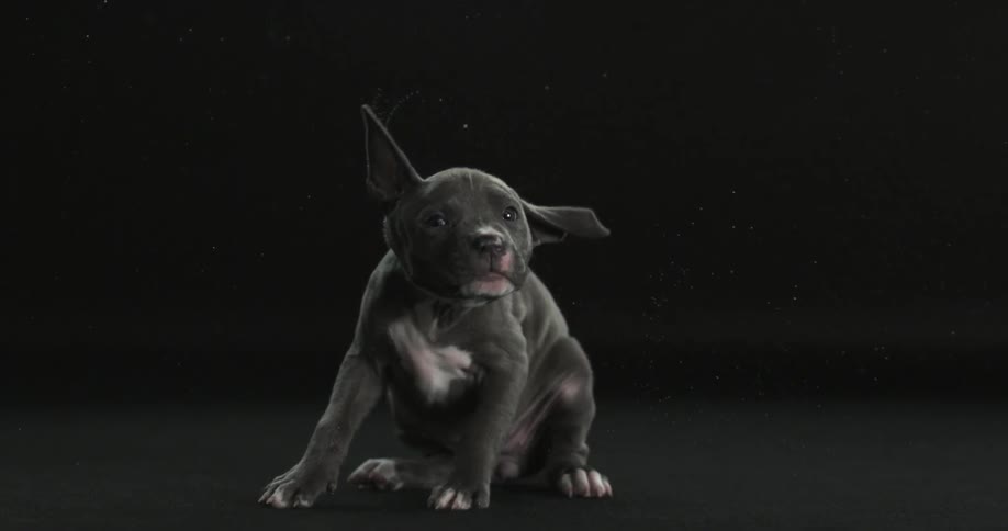 A puppy shaking its head and flapping its ears in slow motion