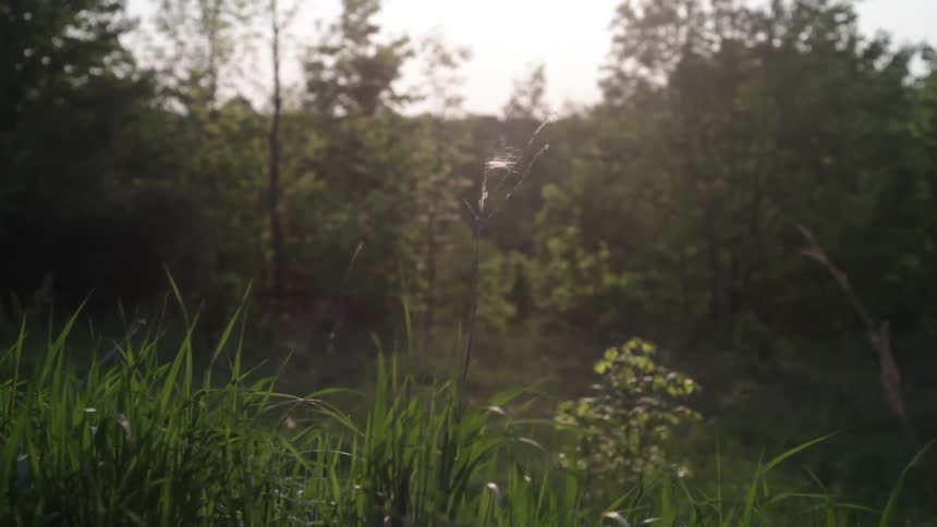 A light breeze blows on grass in a field