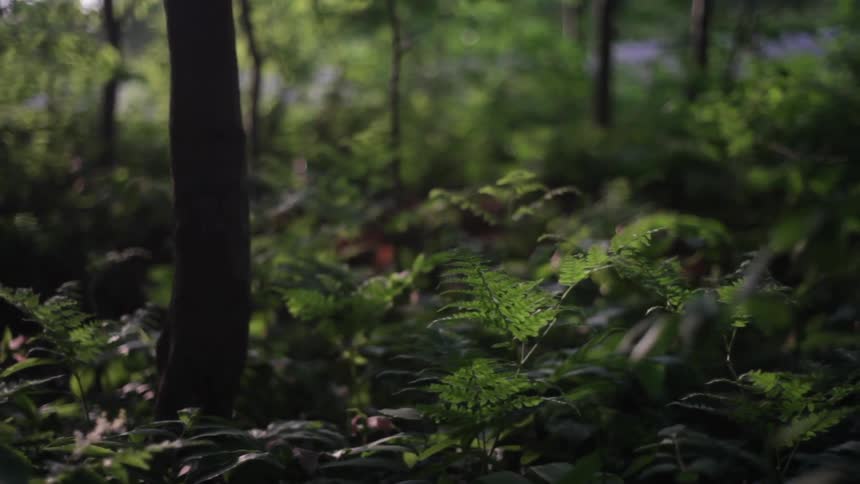 A forest is seen in the daytime