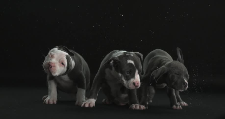 Three puppies shake water from their heads in a studio