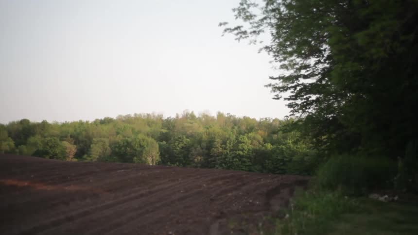 Dirt road on a hill near the forest at sunrise