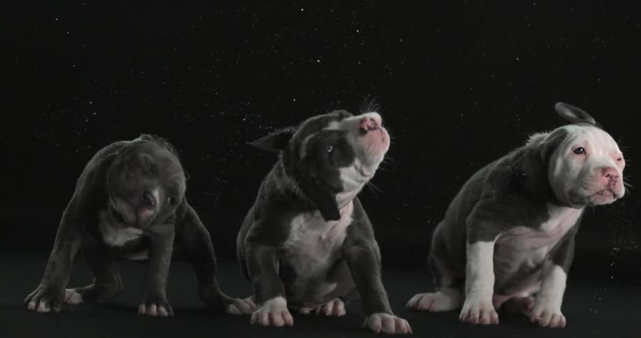 Three puppies wag their heads back and forth