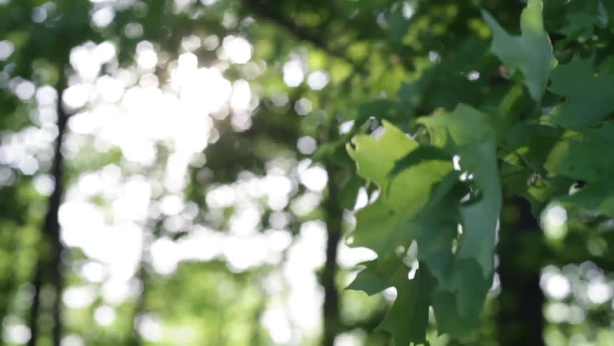 Leaves blowing in the wind on a sunny day