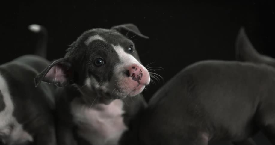 A group of puppies shaking their head in slow motion