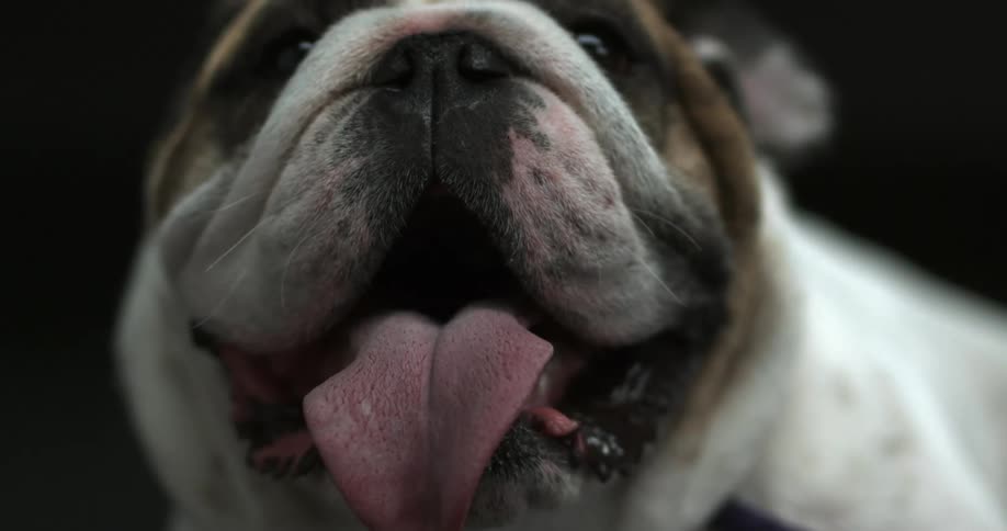 A slow motion shot of a dog with his mouth open and his tongue slightly curling as he pants