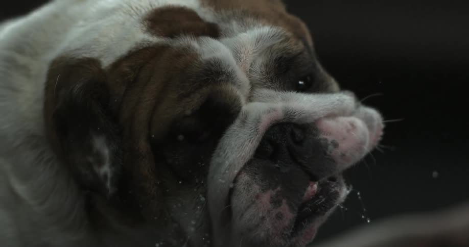 A bulldog shaking its head in slow motion