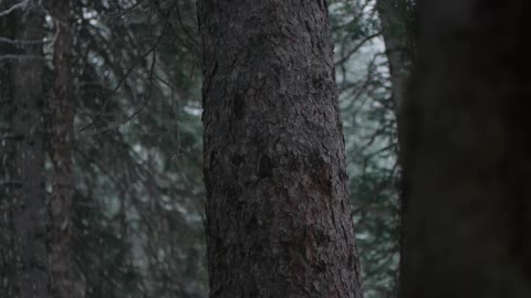 A forest with snow falling heavily between the trees
