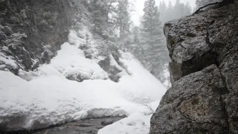 Snow covered forest