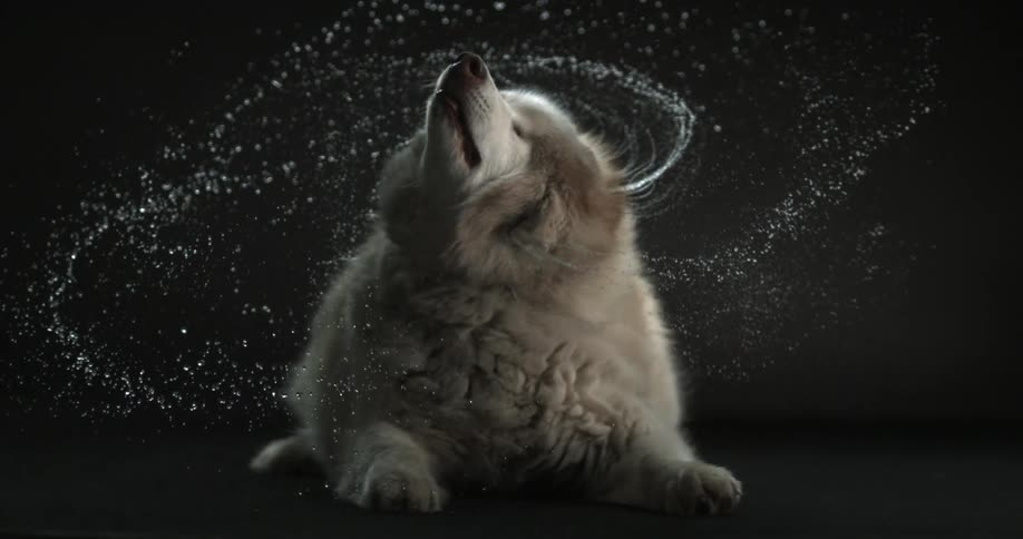 Slow motion of a dog