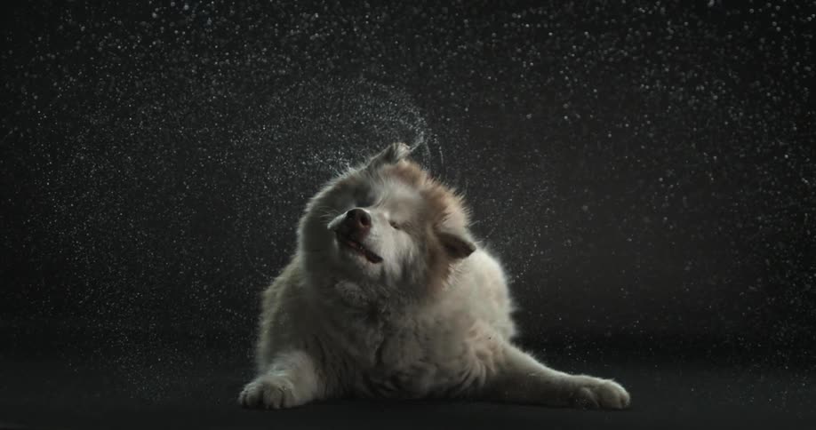 A large furry white dog lies on the ground shaking its head and water droplets are flying off its fur