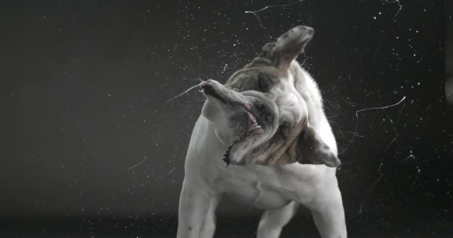 A very slow motion view of a bulldog shaking his head while his slobber splatters through the air