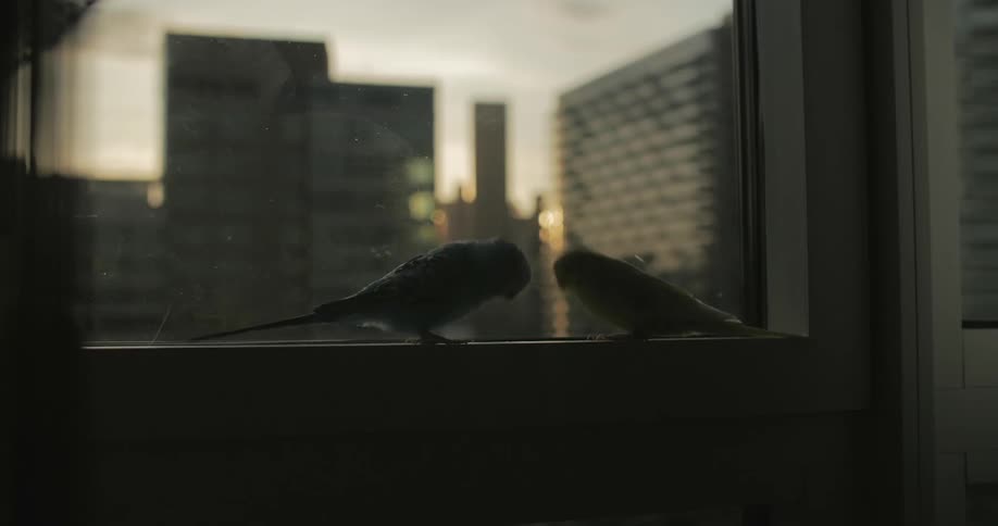Two parakeets eat seed and play in a window with skyscrapers in the background