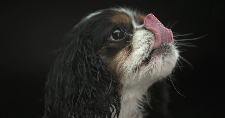 Dog sticking his tongue out in slow motion