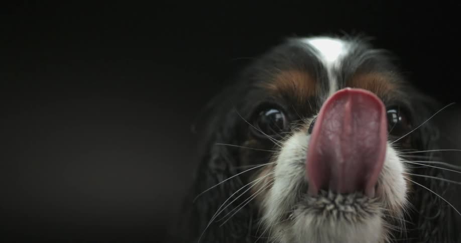 A puppy with its tongue out of its mouth