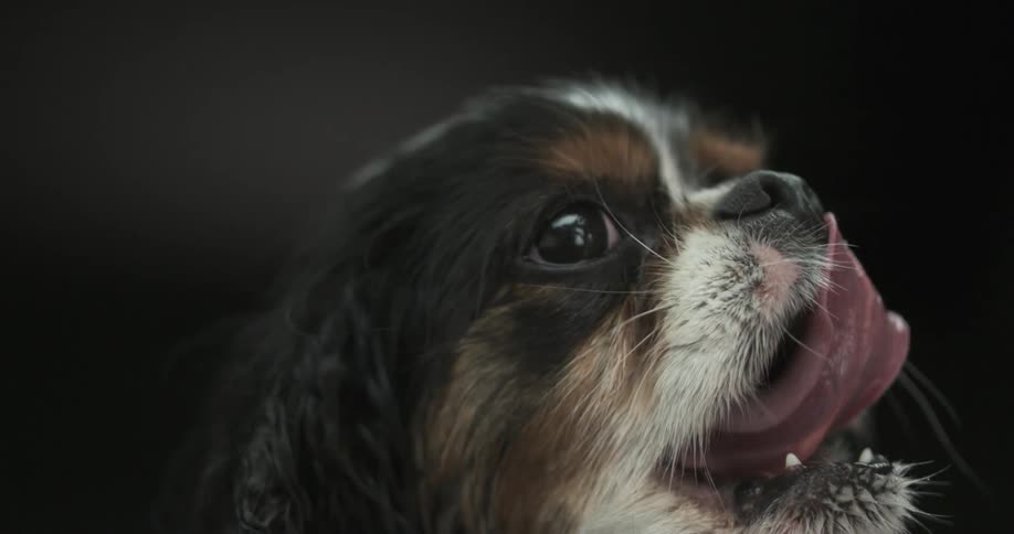 Small dog pulling back in its tongue in slow motion