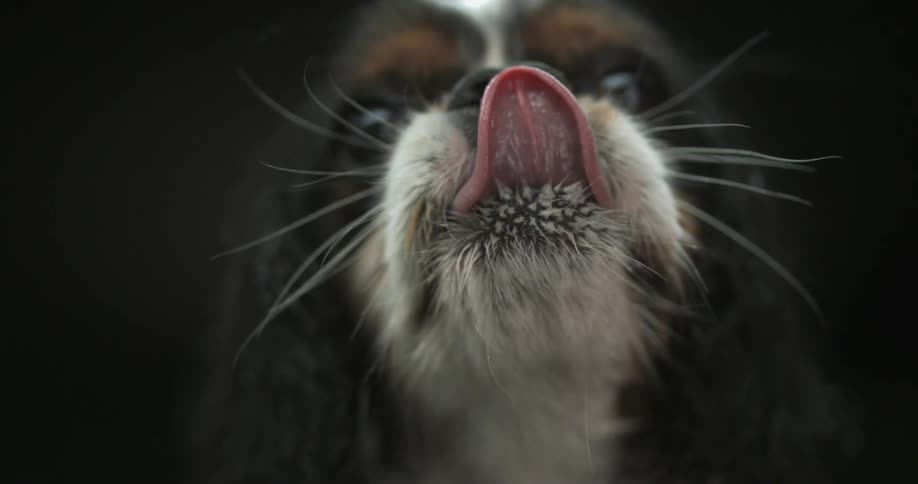 A dog's tongue flips up and licks its nose