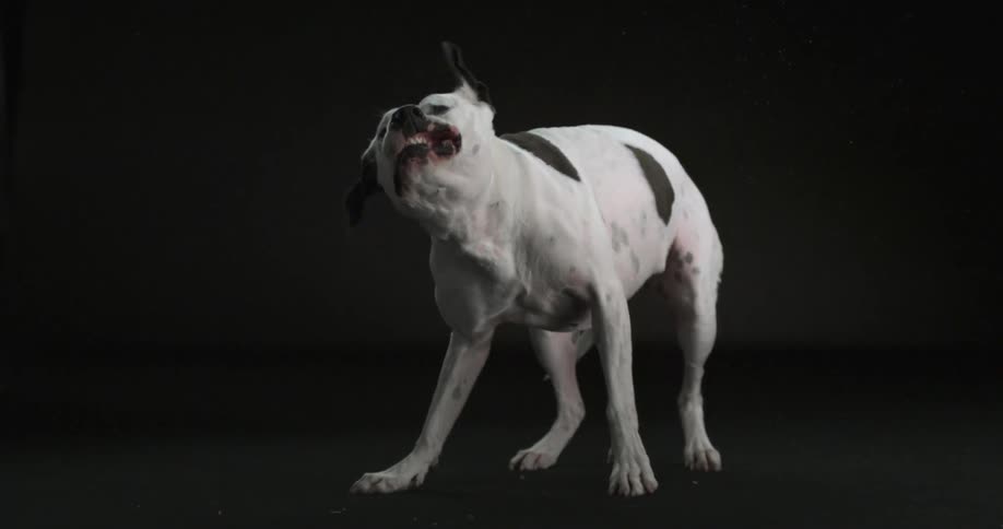 A white dog with black spots wags his head back and forth