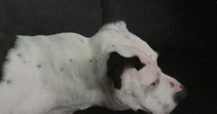 A black and white dog shakes its head in slow motion