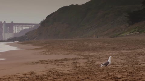 Empty beach with a lone bird looking around, and walking