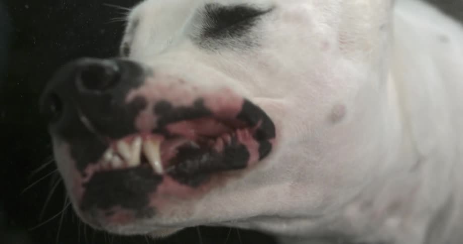 A dog shakes its head in slow motion
