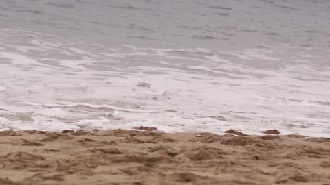 Small waves coming ashore on a wet sandy beach