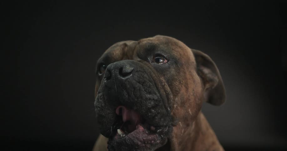 A dog sitting with its tongue out its mouth