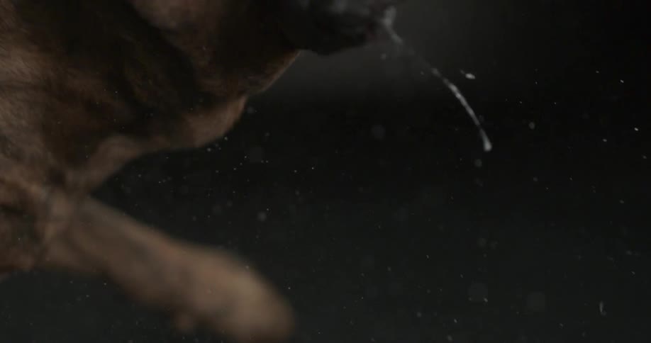 A dog shaking its head in slow motion