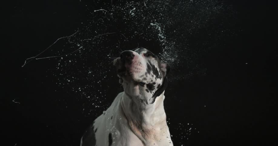 White dog with black spots and floppy ears shakes his head back and forth