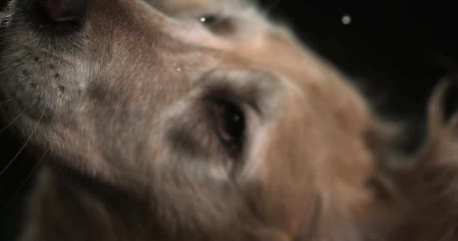 A dog shakes its head in slow motion